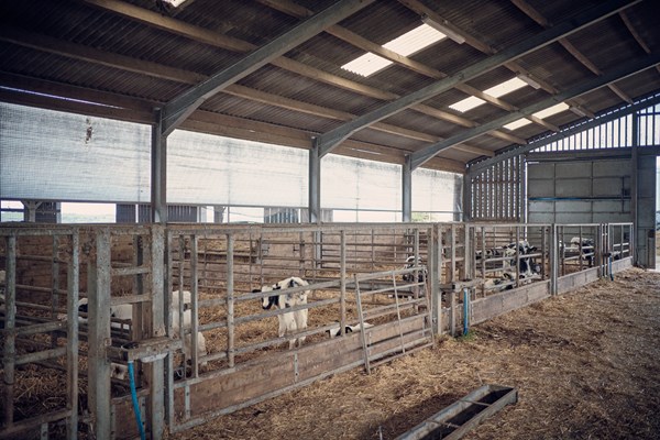 Heanton Barton calf shed